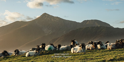 photo non trouvée : /nouveautes/article0155/vignettes/_5CP0573-Avec accentuation-Bruit.jpg photo non trouvée